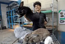 Estudiante mexicano cría los conejos más grandes del mundo