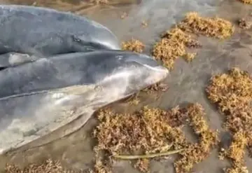 Muerte de delfines y otras especies provoca inquietud: Playas de Ghana