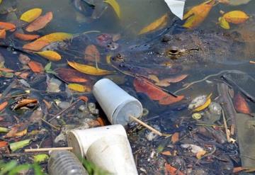 La contaminación va acabando con la fauna en la Laguna de las Ilusiones