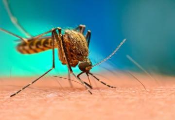 Nueva vacuna contra la malaria demostró eficacia del 77% en ensayos clínicos