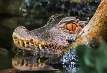 Familia ordena pescado fresco por internet y reciben un cocodrilo vivo