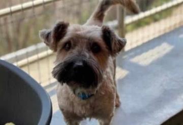 Él es Bruno, el perrito que ha esperado diez años para ser adoptado   