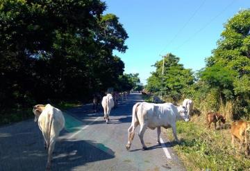 Por sequía labriegos movilizan ganado a tierras con pastura y agua