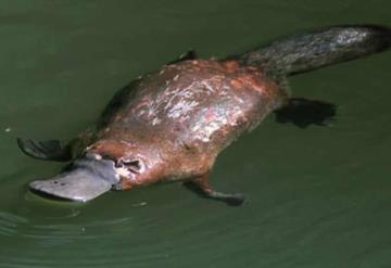 Descubren que los ornitorrincos son capaces de brillar en la oscuridad