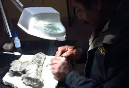 Tlatolophus galorum, especie de dinosaurio descubierta por mexicanos