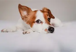 Hallan nuevo tipo de Coronavirus; se origina en perros