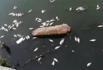 Aparecen especies muertas de nuevo en el Vaso Cencali