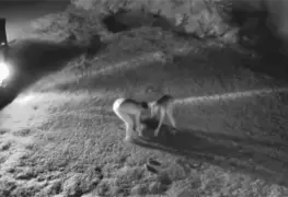 Intentan robar tortuga de 100 kilos y la matan durante la huida