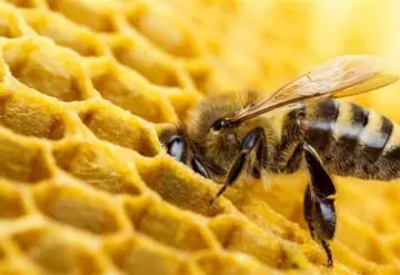 ¿Qué productos desaparecerán si se extinguen las abejas?