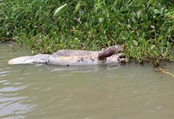 Investigan muertes de manatíes