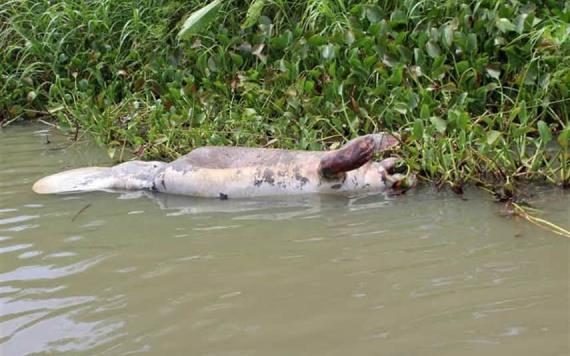 Investigan muertes de manatíes