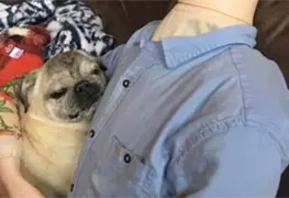 Inconsolable por no ver a su due&ntilde;o, este perrito se tranquiliz&oacute; con un maniqu&iacute;