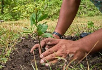 Estudiantes de Tamaulipas deberán plantar un árbol para poder titularse