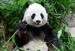 Oso panda ya no es especie ´en peligro´; se convierte en ´vulnerable´: China