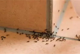 As&iacute; puedes combatir las plagas de mosquitos, cucarachas y hormigas de forma natural