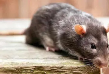 Video: Aparece rata en plena sesión; asusta a diputados de Andalucía