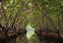 &iquest;Por qu&eacute; los manglares son vitales para combatir los efectos del cambio clim&aacute;tico?