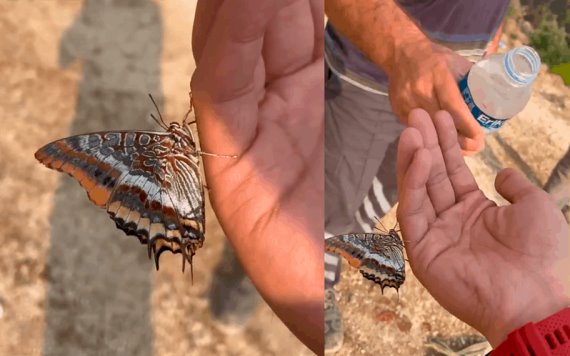 VIDEO: Mariposa sobrevive a incendio; bebe agua de la mano de rescatista