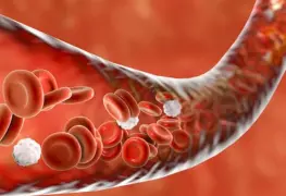 Buscan reducir rechazo de trasplante de órganos con revestimiento de vasos sanguíneos