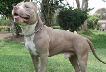 Perro Pitbull ataca a abuelita de 72 años