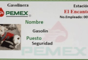 Viral: Gasolin, el perrito que se hizo famoso por trabajar en una gasolinera