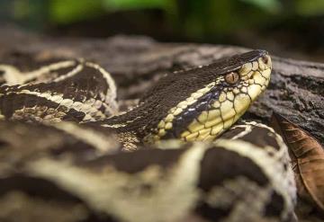 El veneno de una peligrosa serpiente sudamericana es capaz de inhibir la reproducción del COVID-19