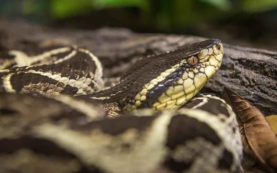 El veneno de una peligrosa serpiente sudamericana es capaz de inhibir la reproducción del COVID-19