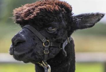 La Alpaca Gerónimo es sacrificada tras dar positivo a tuberculosis bovina