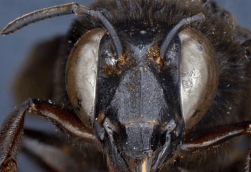 Descubren caso de abeja andrógina: mitad hembra, mitad macho