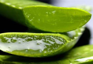 Beneficios del aloe vera