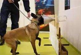 Perros son entrenados para detectar en el aeropuerto si una persona tiene covid