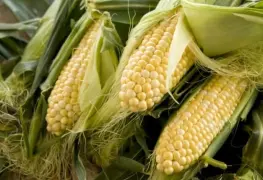 Beneficios de comer elote