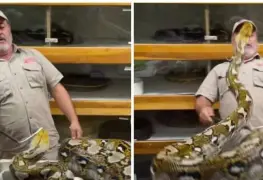 Un trabajador es atacado violentamente por una serpientes que intenta proteger sus huevos