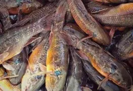 Familias disfrutan del Topen, un rico manjar para el paladar