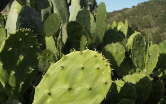 Extranjero se burla e insulta a los mexicanos...