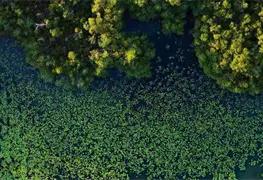 Cient&iacute;ficos encuentran manglar en Tabasco que se alej&oacute; de la costa hace 125 mil a&ntilde;os