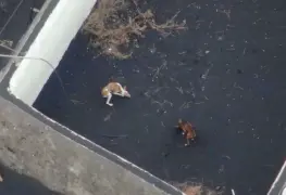 Perros quedan atrapados por lava de volcán en La Palma; los alimentan con drones