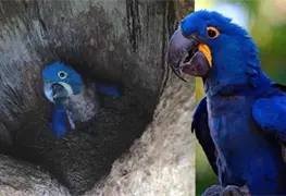 Nace guacamayo azul en Paraguay; su especie estaba en peligro de extinci&oacute;n