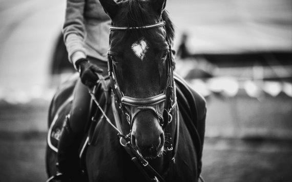 Caballo pierde el control, tira a jinete y caen sobre mesas de clientes