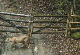 Registran aparición de Puma considerado extinto en Río de Janeiro