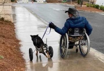 Perrito de silla de ruedas que fue rechazado en refugio fue adoptado por hombre con misma discapacidad