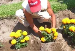 En CDMX reclusos cultivan y realizan venta de flor de cempasúchil