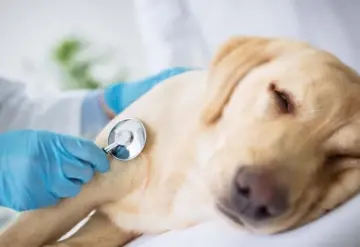 Mujer pide a su perrita enferma que rece para curarse