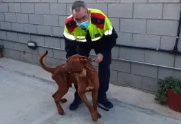 Salvaron a un perro abandonado durante dos meses sin comer