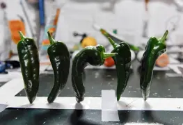 Los tacos con chile llegan al espacio en curiosa misión de la NASA