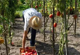 Otorgan pr&eacute;stamo de 30 millones de d&oacute;lares a empresa de agricultura sostenible