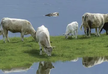 Protegido el sector agrícola y ganadero de Tabasco