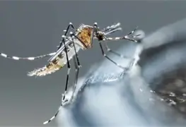 Contin&uacute;a en alerta Colombia por dengue