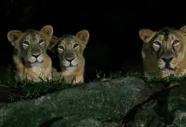 Leones dan positivo en pruebas de detección de covid