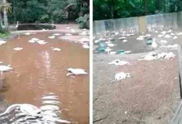 En Brasil jaguares invaden un parque y matan a 172 flamencos
